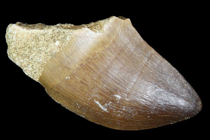 Mosasaur (Prognathodon) Tooth - Morocco #101035